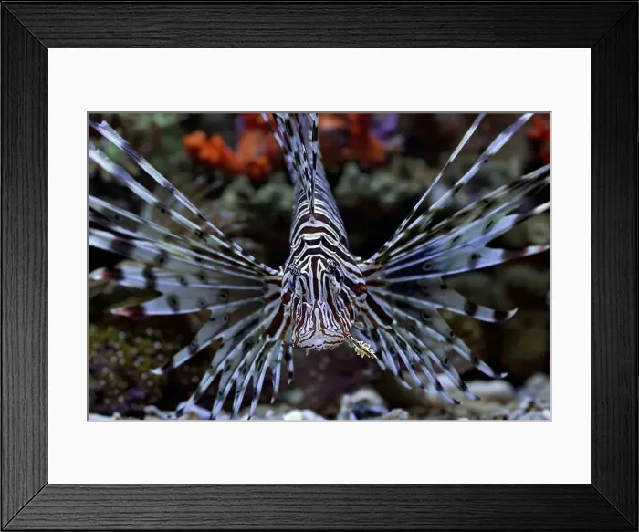 Framed Print : The lionfish shows off its sharp spines Framed Print : The lionfish shows off its sharp spines