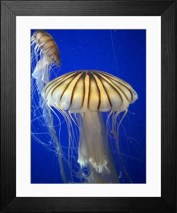 Framed Print : Sea nettles at the Georgia Aquarium Framed Print : Sea nettles at the Georgia Aquarium