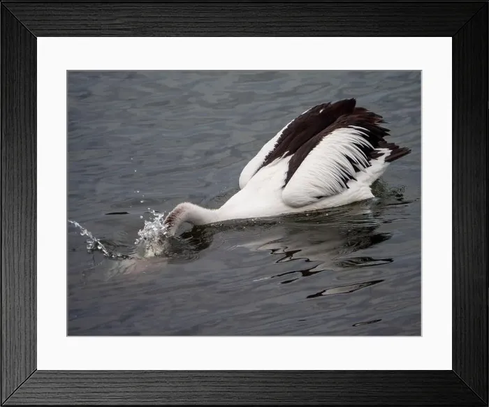 Framed Print : Bird, Pelican, head in the water making a splash as it scoops up food with its bill into its large pink throat pouch Framed Print : Bird, Pelican, head in the water making a splash as it scoops up food with its bill into its large pink throat pouch