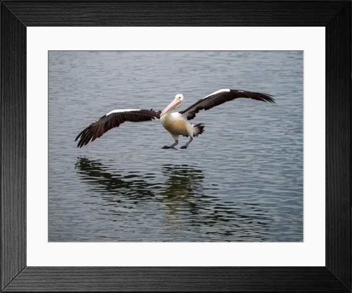 Framed Print : Bird, Pelican coming to land on the water on an odd angle, outstretched wings spread Framed Print : Bird, Pelican coming to land on the water on an odd angle, outstretched wings spread