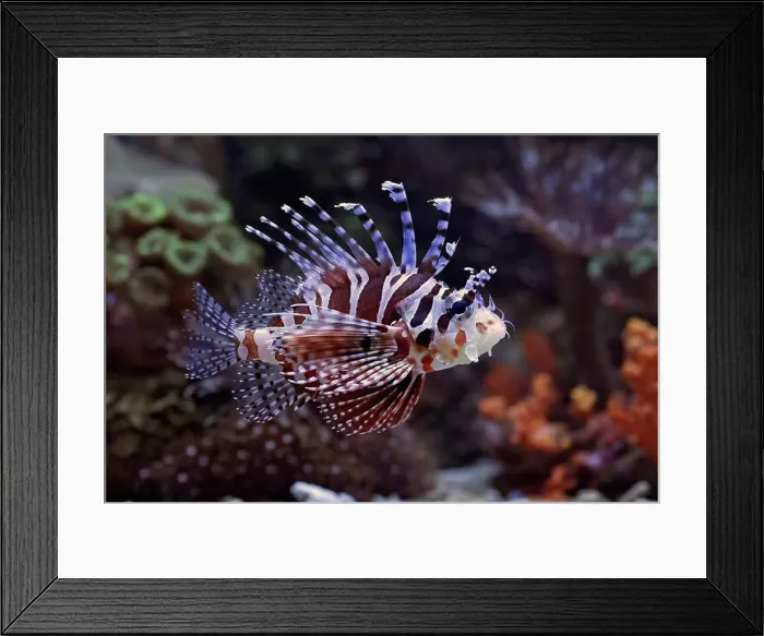 Framed Print : The lionfish shows off its sharp spines Framed Print : The lionfish shows off its sharp spines