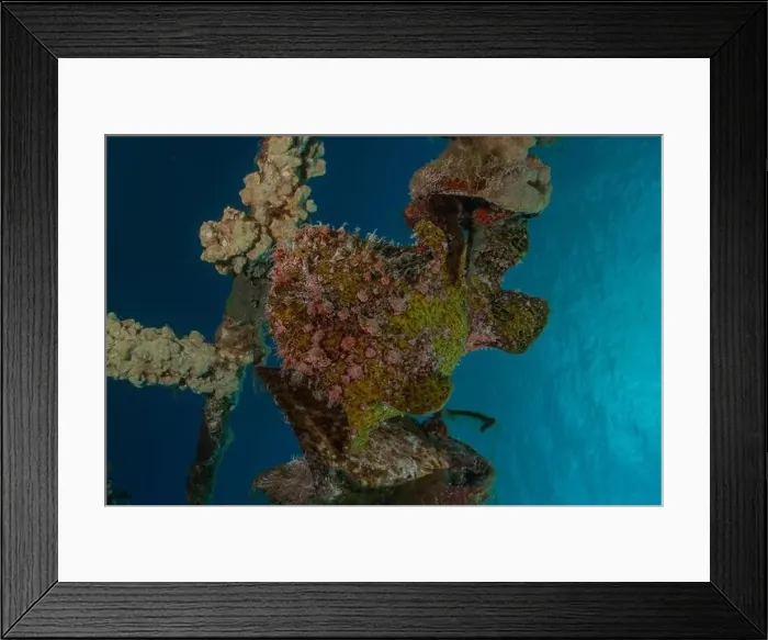 Framed Print : Frogfish in the Red Sea Colorful and beautiful, Eilat Israel Framed Print : Frogfish in the Red Sea Colorful and beautiful, Eilat Israel