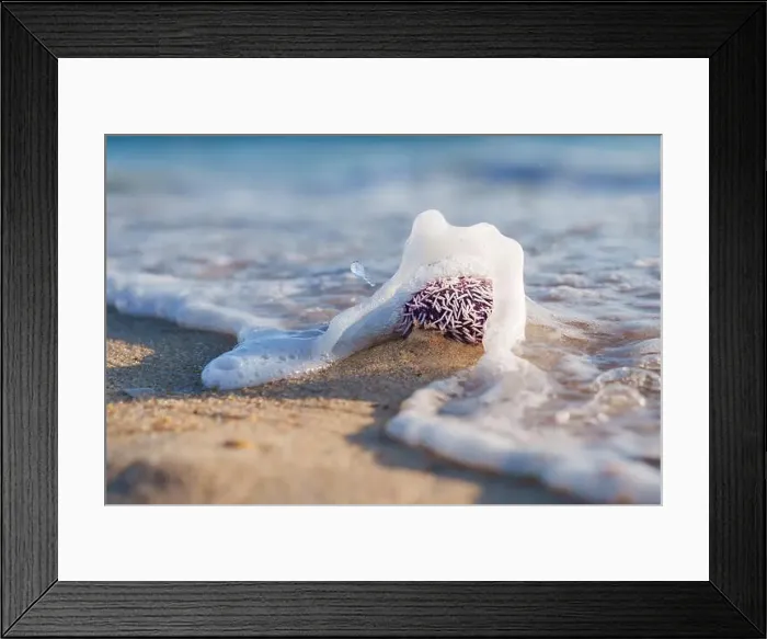 Framed Print : Ocean wave washes over a purple sea urchin on the sandy shore Framed Print : Ocean wave washes over a purple sea urchin on the sandy shore