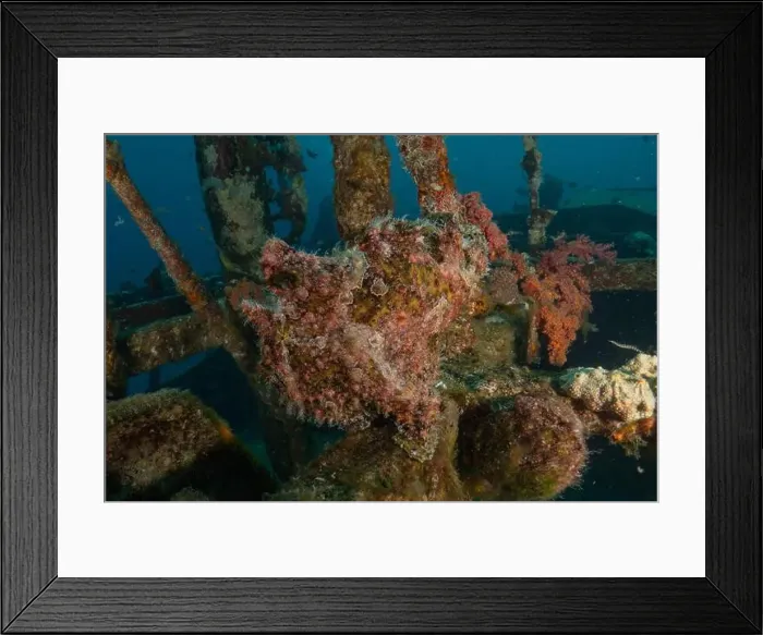Framed Print : Frogfish in the Red Sea Colorful and beautiful, Eilat Israel Framed Print : Frogfish in the Red Sea Colorful and beautiful, Eilat Israel