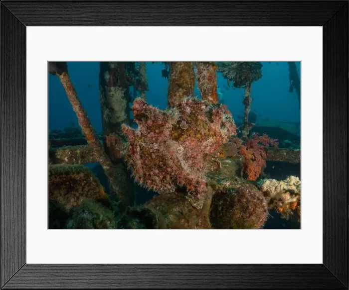 Framed Print : Frogfish in the Red Sea Colorful and beautiful, Eilat Israel Framed Print : Frogfish in the Red Sea Colorful and beautiful, Eilat Israel