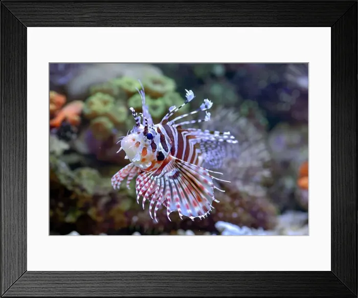 Framed Print : The lionfish shows off its sharp spines Framed Print : The lionfish shows off its sharp spines