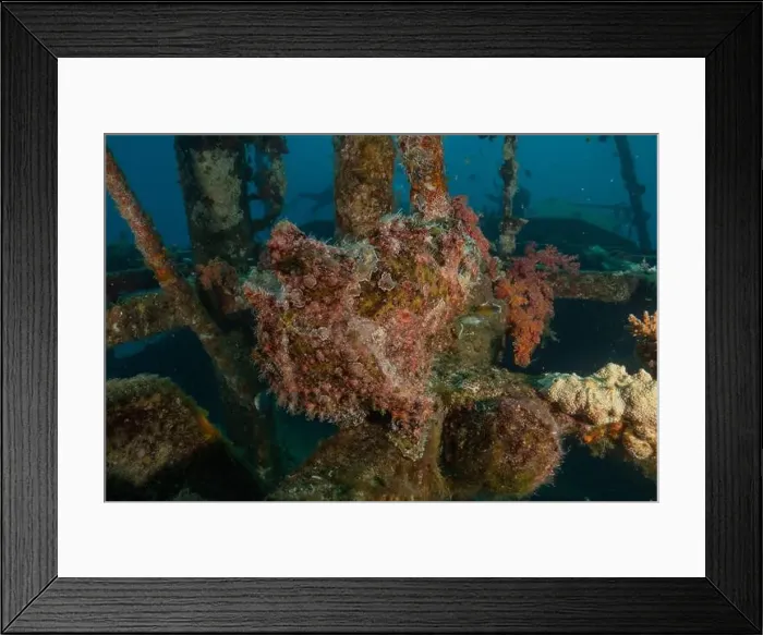 Framed Print : Frogfish in the Red Sea Colorful and beautiful, Eilat Israel Framed Print : Frogfish in the Red Sea Colorful and beautiful, Eilat Israel
