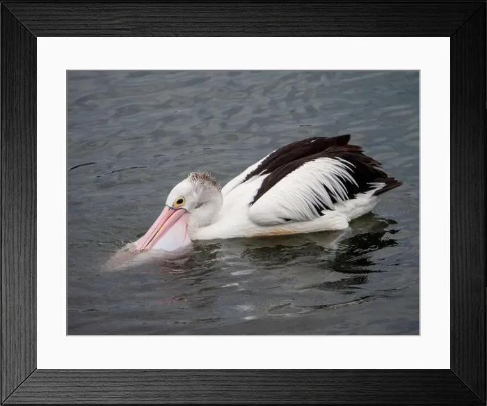 Framed Print : Bird, Pelican, bill in the water scooping food up into its large pink throat pouch