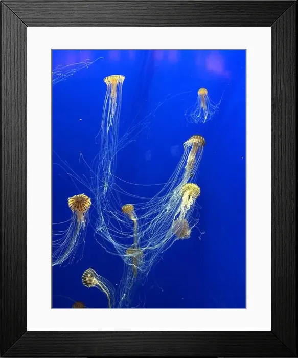 Framed Print : Sea nettles at the Georgia Aquarium Framed Print : Sea nettles at the Georgia Aquarium