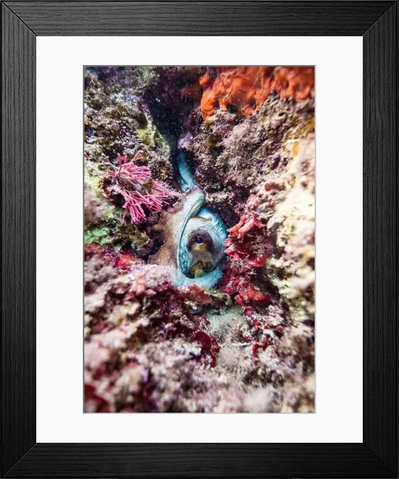 Framed Print : A vivid photograph capturing an octopus expertly camouflaged among the vibrant Framed Print : A vivid photograph capturing an octopus expertly camouflaged among the vibrant