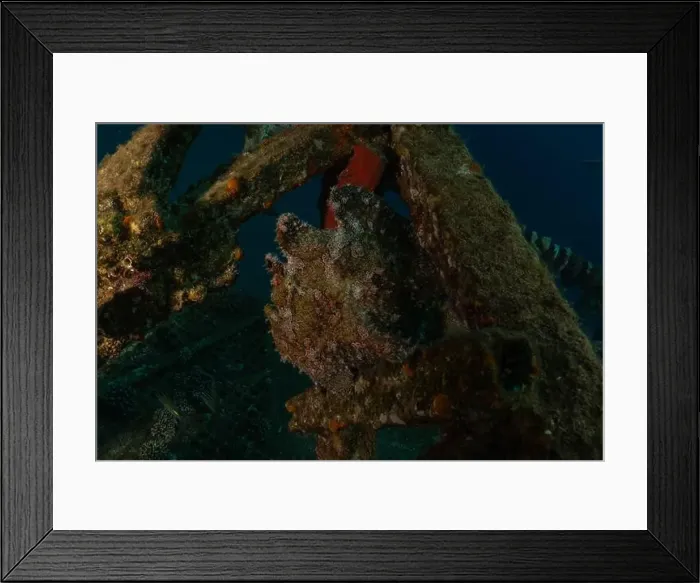 Framed Print : Frogfish in the Red Sea Colorful and beautiful, Eilat Israel