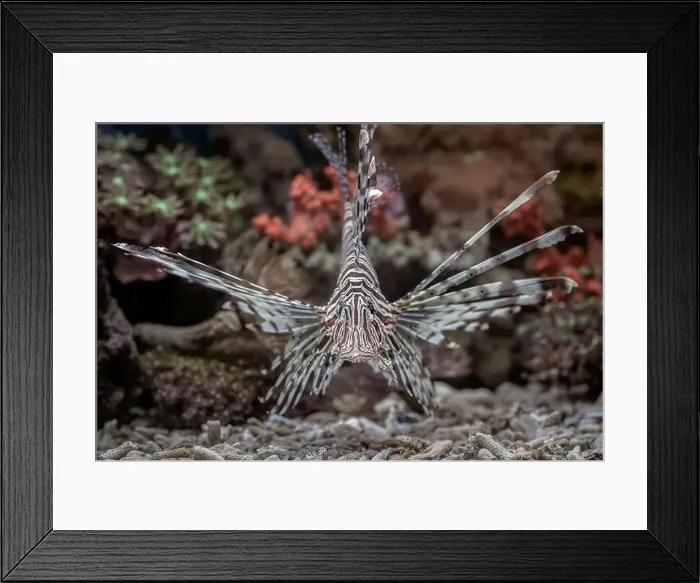 Framed Print : The lionfish shows off its sharp spines Framed Print : The lionfish shows off its sharp spines