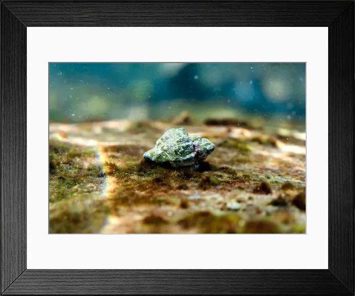 Framed Print : A vivid view of a small marine gastropod camouflaged among rocks and algae in the shallow waters of Menorca, Spain Framed Print : A vivid view of a small marine gastropod camouflaged among rocks and algae in the shallow waters of Menorca, Spain