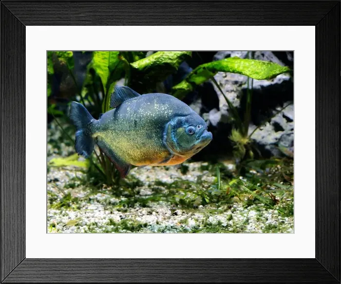 Framed Print : Underwater photo of a piraya piranha Framed Print : Underwater photo of a piraya piranha