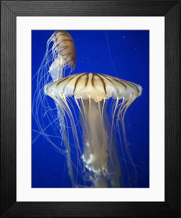 Framed Print : Sea nettles at the Georgia Aquarium Framed Print : Sea nettles at the Georgia Aquarium