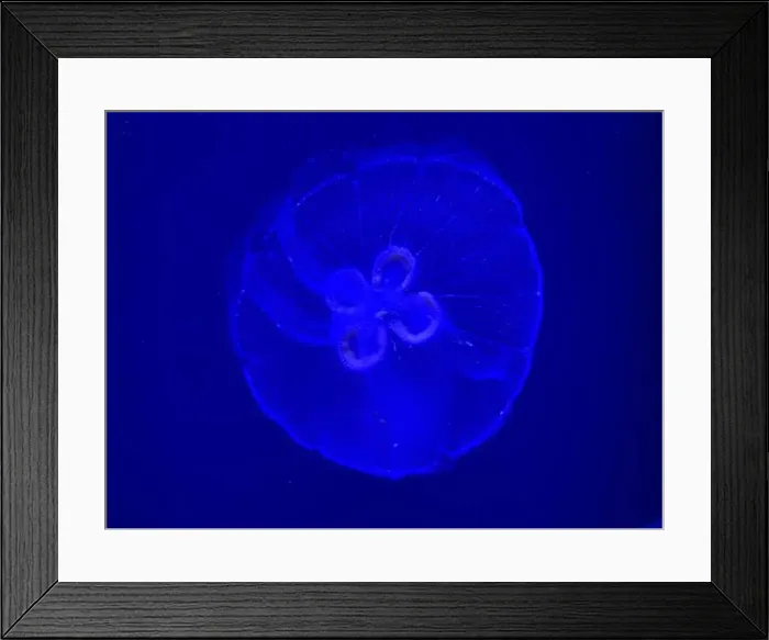 Framed Print : Jellyfish at the Georgia Aquarium Framed Print : Jellyfish at the Georgia Aquarium