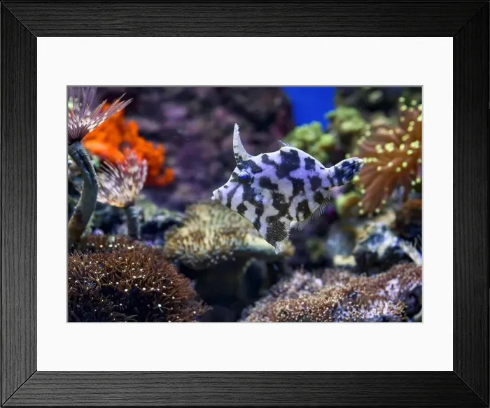 Framed Print : Small fishes swimming near coral Framed Print : Small fishes swimming near coral