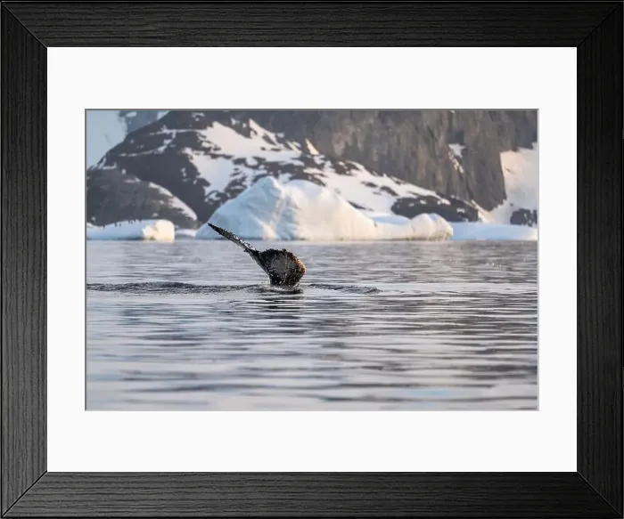 Framed Print : Humpback whale's tail. Whales in Antarctica Framed Print : Humpback whale's tail. Whales in Antarctica
