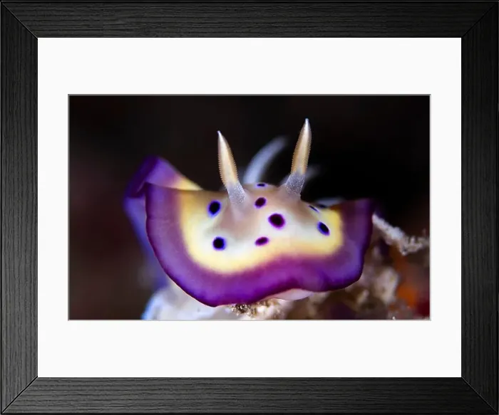 Framed Print : Goniobranchus kuniei- A Nudibrach fund on a Coral reef in Indonesia. Such a colorful creature. Shot with a 60mm macro Framed Print : Goniobranchus kuniei- A Nudibrach fund on a Coral reef in Indonesia. Such a colorful creature. Shot with a 60mm macro