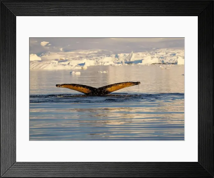 Framed Print : Humpback whale's tail. Whales in Antarctica Framed Print : Humpback whale's tail. Whales in Antarctica