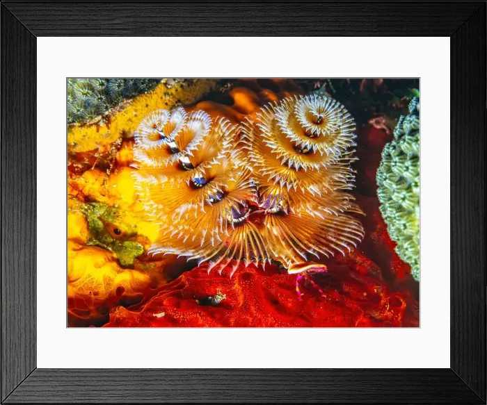 Framed Print : Spirobranchus giganteus, commonly known as Christmas tree worms Framed Print : Spirobranchus giganteus, commonly known as Christmas tree worms