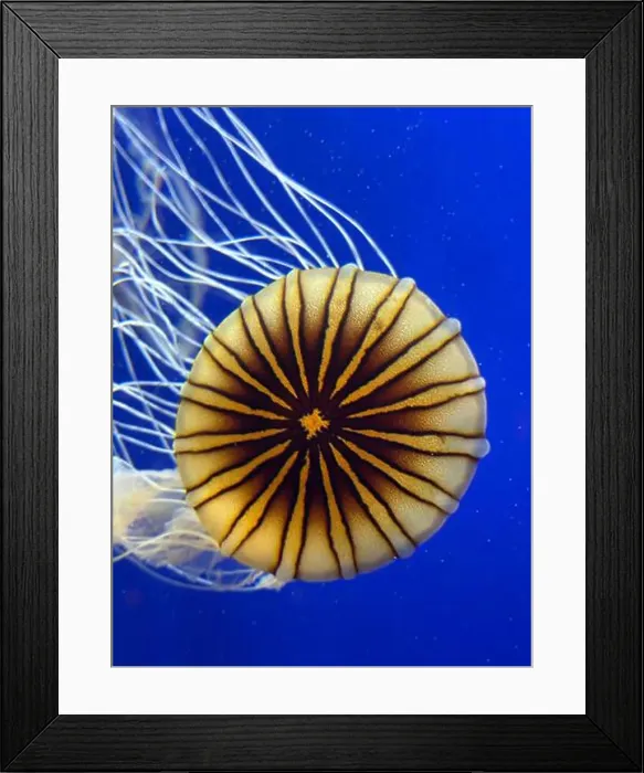Framed Print : Sea nettles at the Georgia Aquarium Framed Print : Sea nettles at the Georgia Aquarium