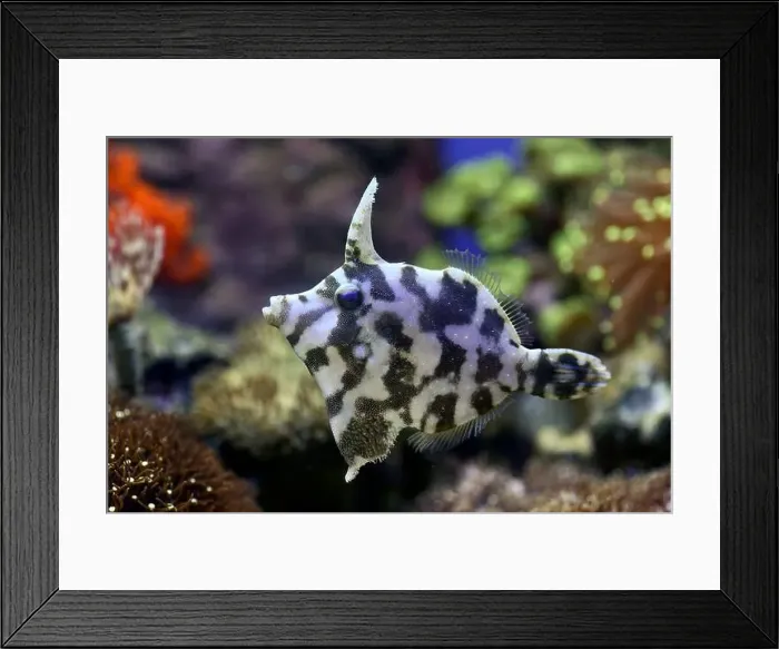 Framed Print : Small fishes swimming near coral Framed Print : Small fishes swimming near coral