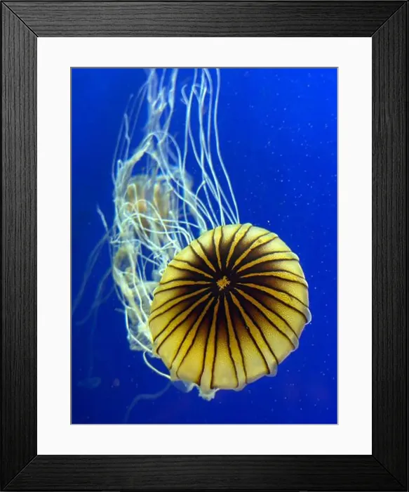 Framed Print : Sea nettles at the Georgia Aquarium