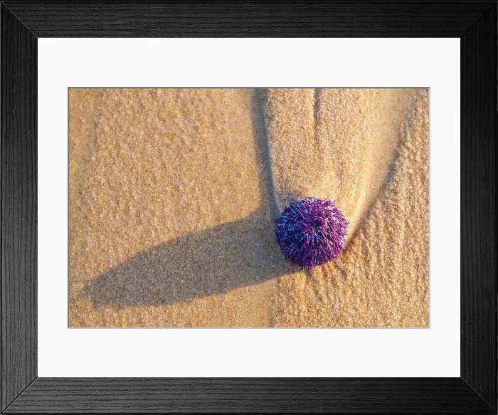Framed Print : Spiky sea urchin on the warm beach under the sun Framed Print : Spiky sea urchin on the warm beach under the sun