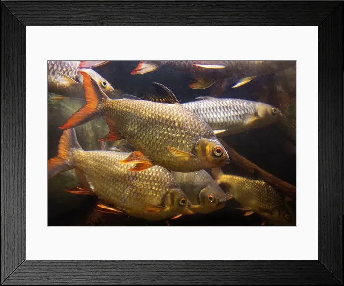Framed Print : The Tinfoil Barb - Barbodes schwanenfeldii, floating in water Framed Print : The Tinfoil Barb - Barbodes schwanenfeldii, floating in water