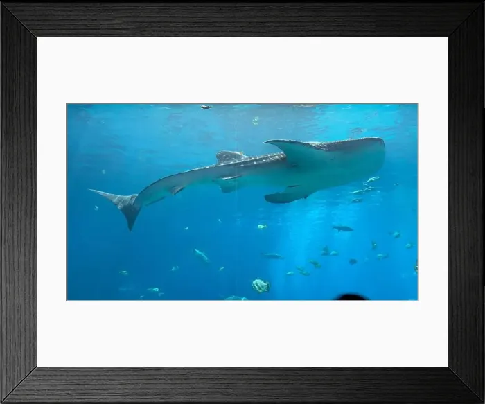 Framed Print : Whale shark at the Georgia Aquarium Framed Print : Whale shark at the Georgia Aquarium