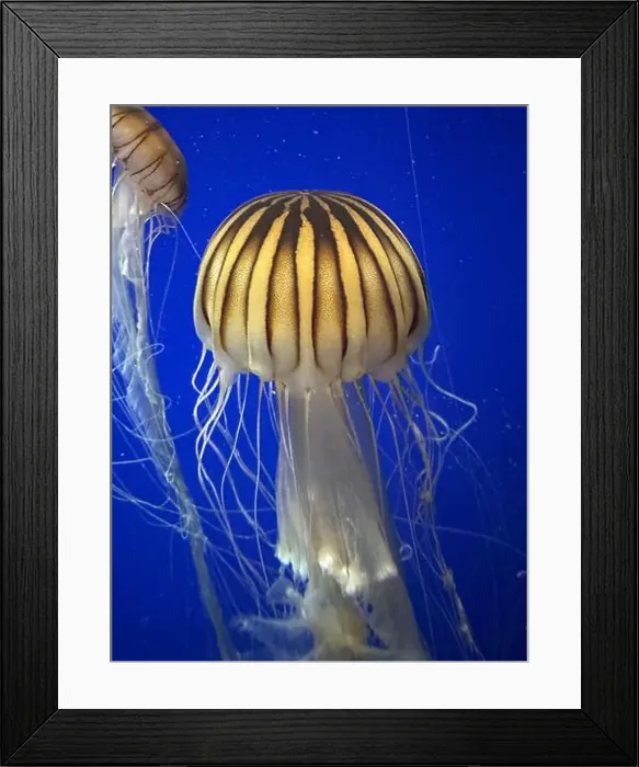 Framed Print : Sea nettles at the Georgia Aquarium Framed Print : Sea nettles at the Georgia Aquarium