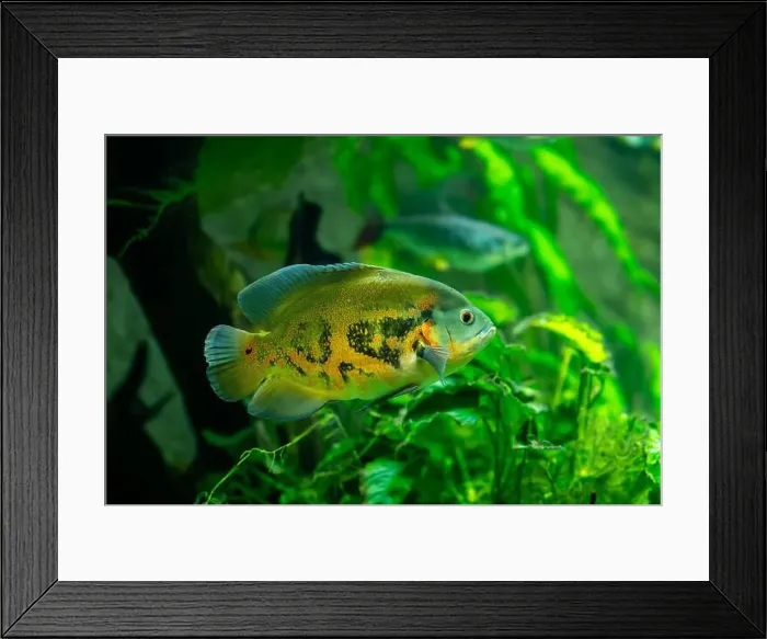 Framed Print : Tiger Oscar fish (Astronotus ocellatus) Framed Print : Tiger Oscar fish (Astronotus ocellatus)