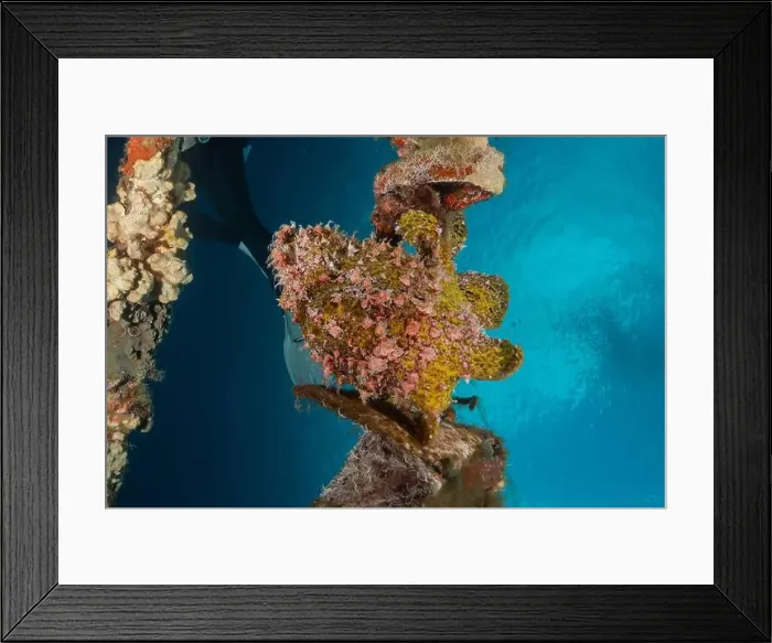 Framed Print : Frogfish in the Red Sea Colorful and beautiful, Eilat Israel Framed Print : Frogfish in the Red Sea Colorful and beautiful, Eilat Israel