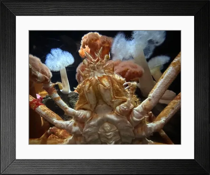 Framed Print : Japanese spider crab at the Georgia Aquarium