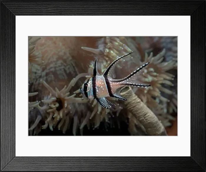 Framed Print : Beautiful banggai cardinal fish at coral reef Framed Print : Beautiful banggai cardinal fish at coral reef