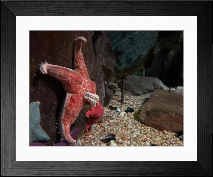 Framed Print : Starfish at the Georgia Aquarium Framed Print : Starfish at the Georgia Aquarium