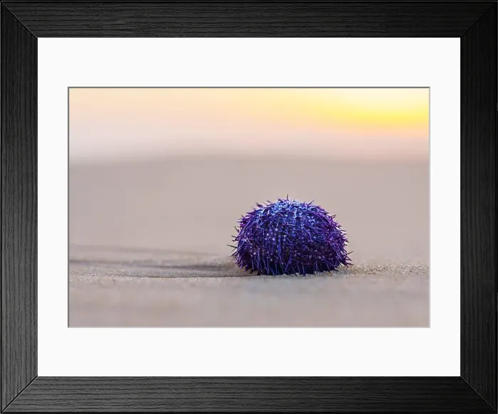 Framed Print : Vibrant purple sea urchin sits alone on the smooth sandy beach at sunset Framed Print : Vibrant purple sea urchin sits alone on the smooth sandy beach at sunset