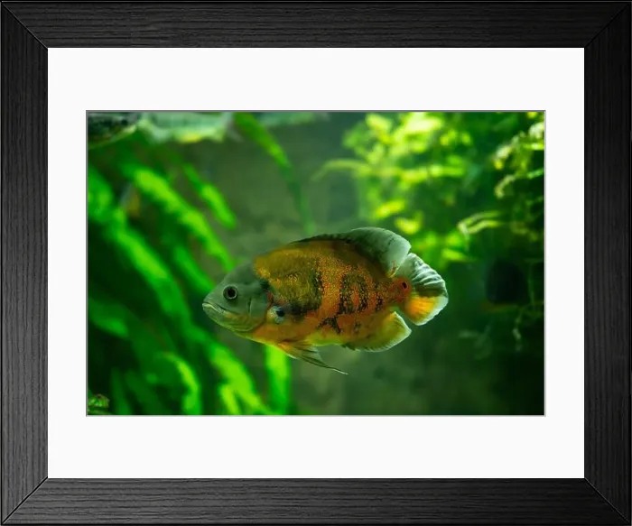 Framed Print : Tiger Oscar fish (Astronotus ocellatus) Framed Print : Tiger Oscar fish (Astronotus ocellatus)