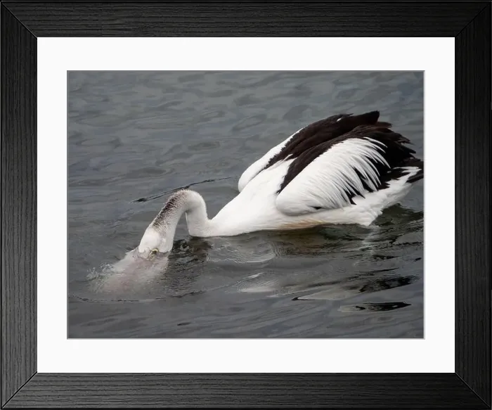 Framed Print : Pelican, birds, head in the water scooping up food with its bill into its large pink throat pouch Framed Print : Pelican, birds, head in the water scooping up food with its bill into its large pink throat pouch