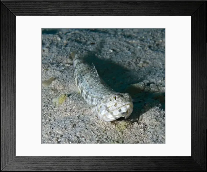 Framed Print : Synodus sp. - lizardfish Framed Print : Synodus sp. - lizardfish