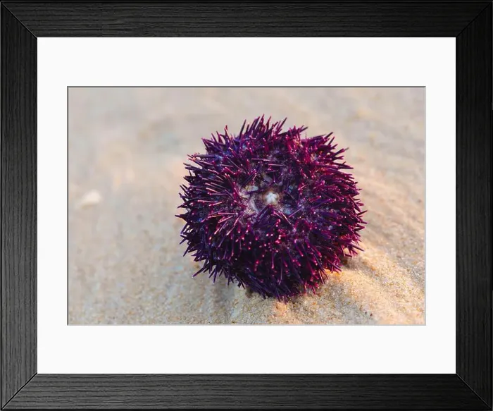Framed Print : Close-up of a vibrant purple sea urchin resting on the sandy beach Framed Print : Close-up of a vibrant purple sea urchin resting on the sandy beach
