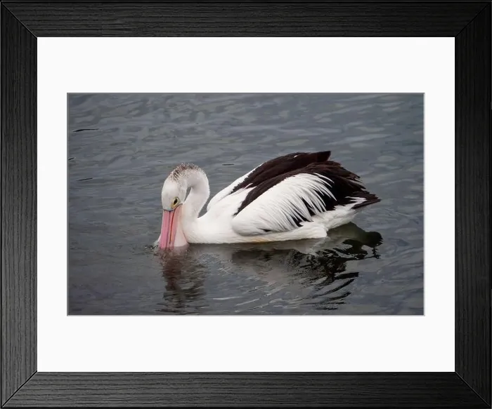 Framed Print : Bird, Pelican, bill in the water scooping food up into its large pink throat pouch