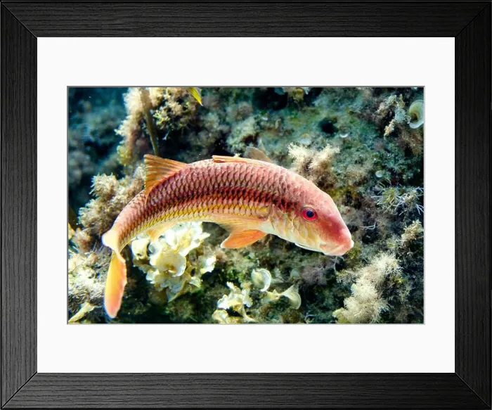 Framed Print : A vivid image of a Red mullet, Mullus barbatus Framed Print : A vivid image of a Red mullet, Mullus barbatus