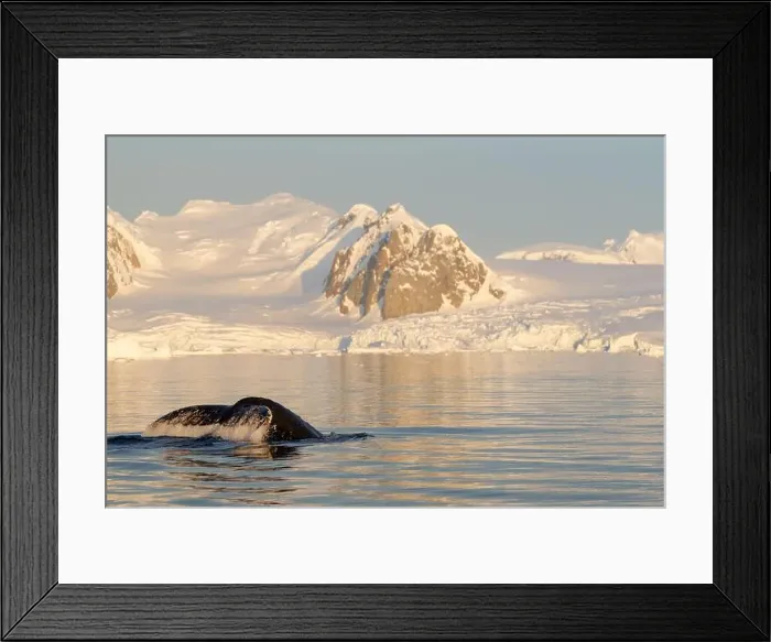 Framed Print : Humpback whale's tail. Whales in Antarctica Framed Print : Humpback whale's tail. Whales in Antarctica