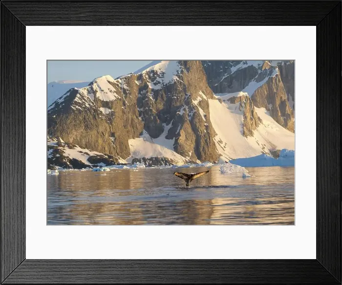 Framed Print : Humpback whale's tail. Whales in Antarctica Framed Print : Humpback whale's tail. Whales in Antarctica