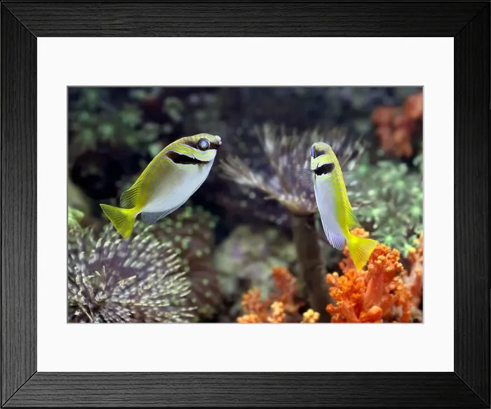 Framed Print : Small fishes swimming near coral Framed Print : Small fishes swimming near coral