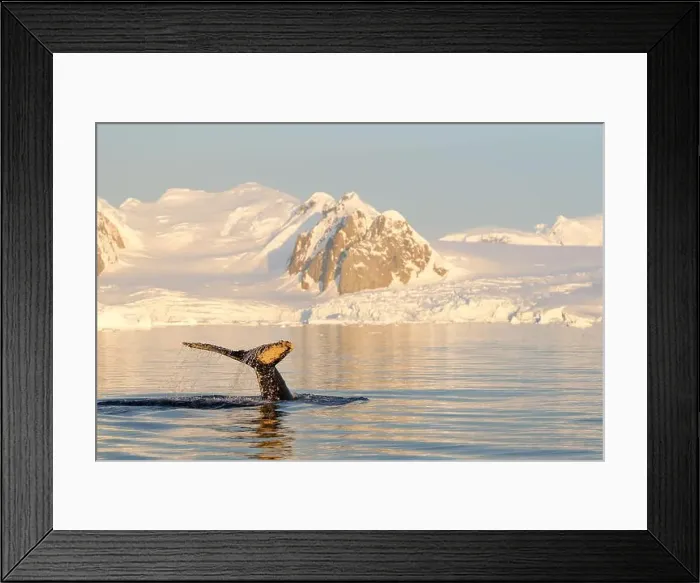 Framed Print : Humpback whale's tail. Whales in Antarctica Framed Print : Humpback whale's tail. Whales in Antarctica