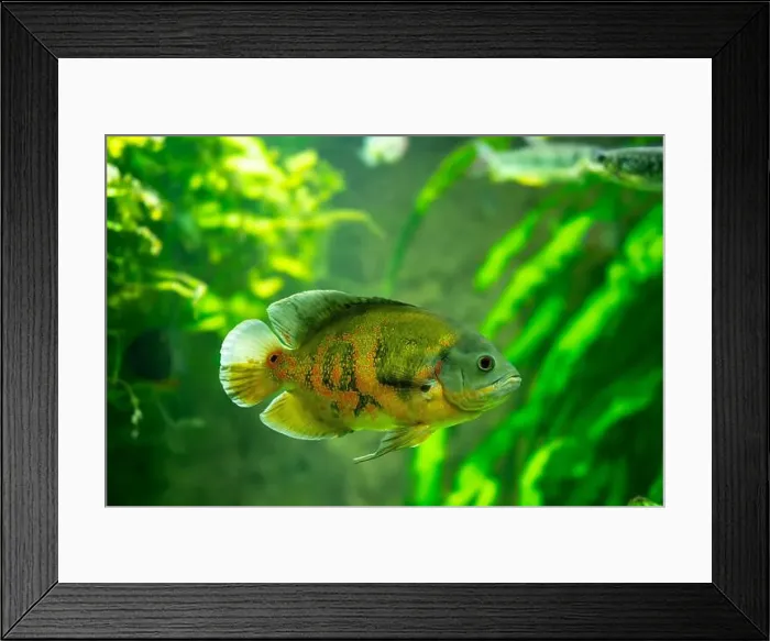 Framed Print : Tiger Oscar fish (Astronotus ocellatus) Framed Print : Tiger Oscar fish (Astronotus ocellatus)