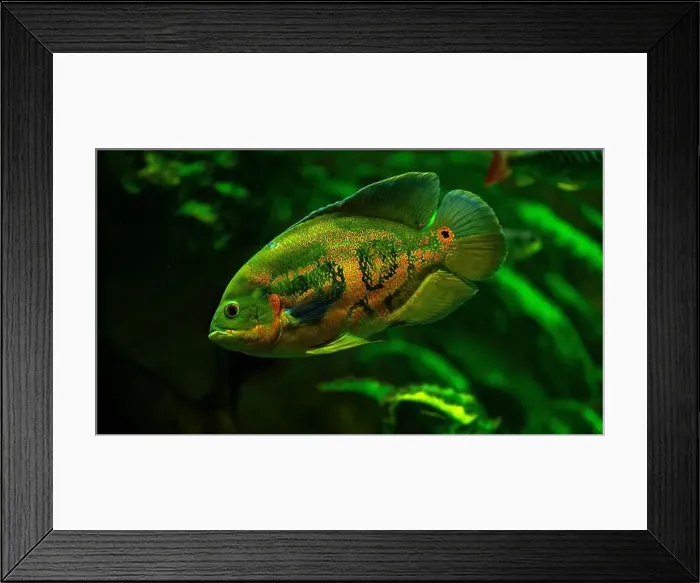 Framed Print : Tiger Oscar fish (Astronotus ocellatus) Framed Print : Tiger Oscar fish (Astronotus ocellatus)